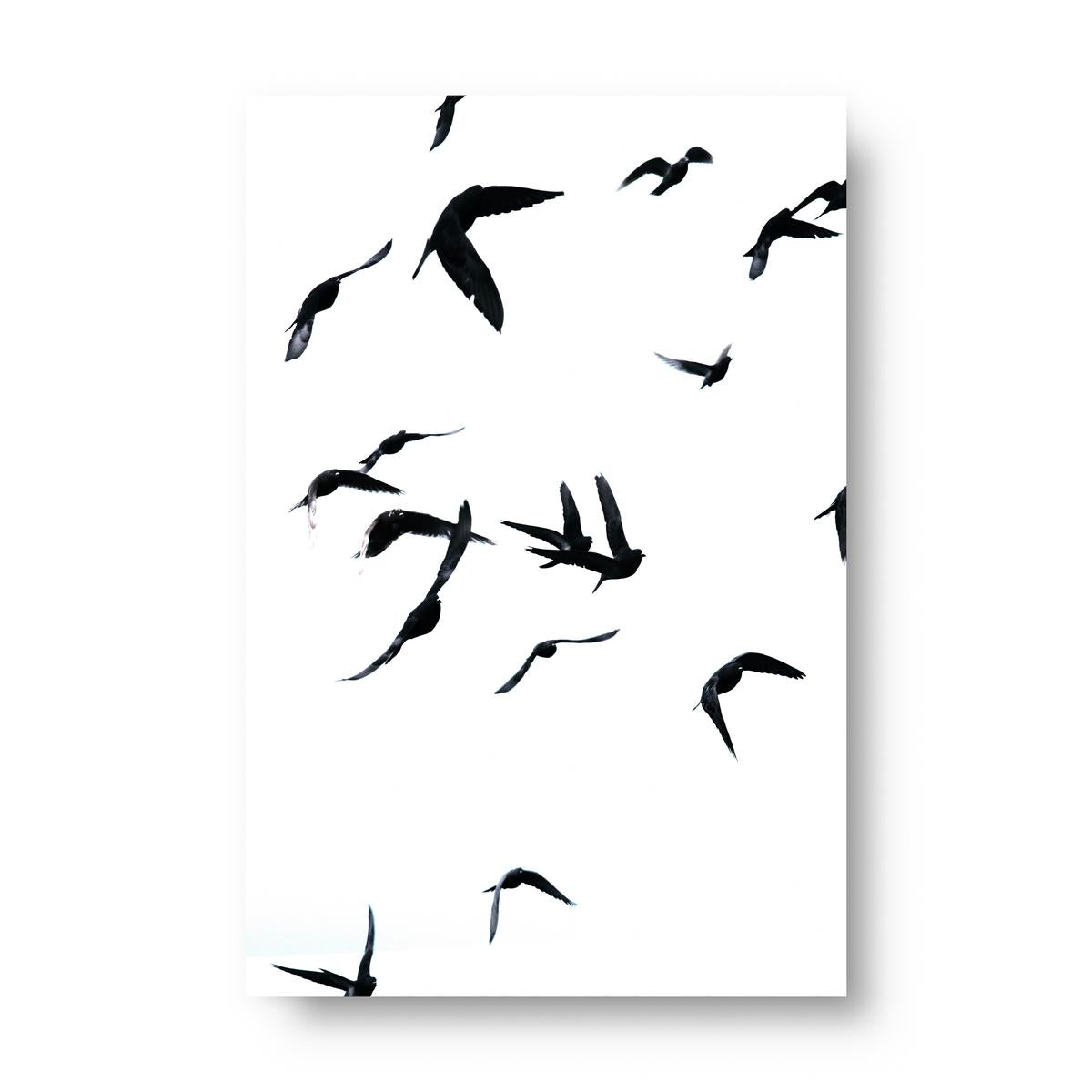 Museum-Quality Matte Poster - Birds