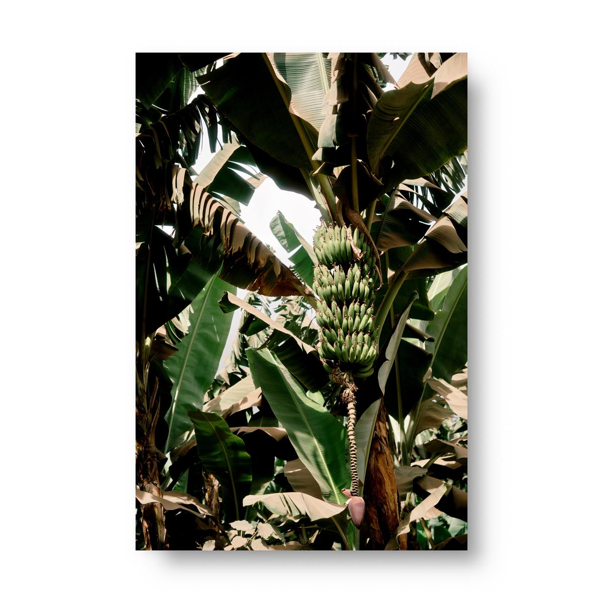 Museum-Quality Matte Poster - Banana