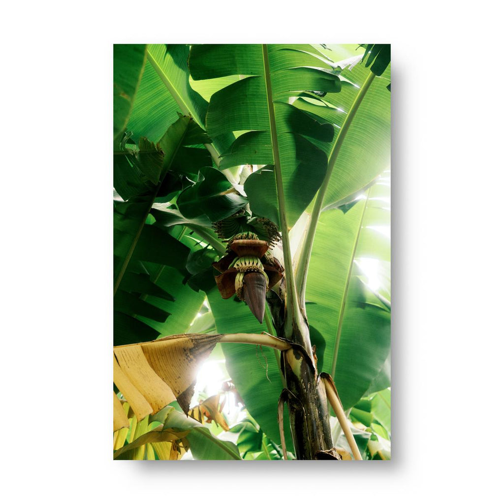 Museum-Quality Matte Poster - Banana Two