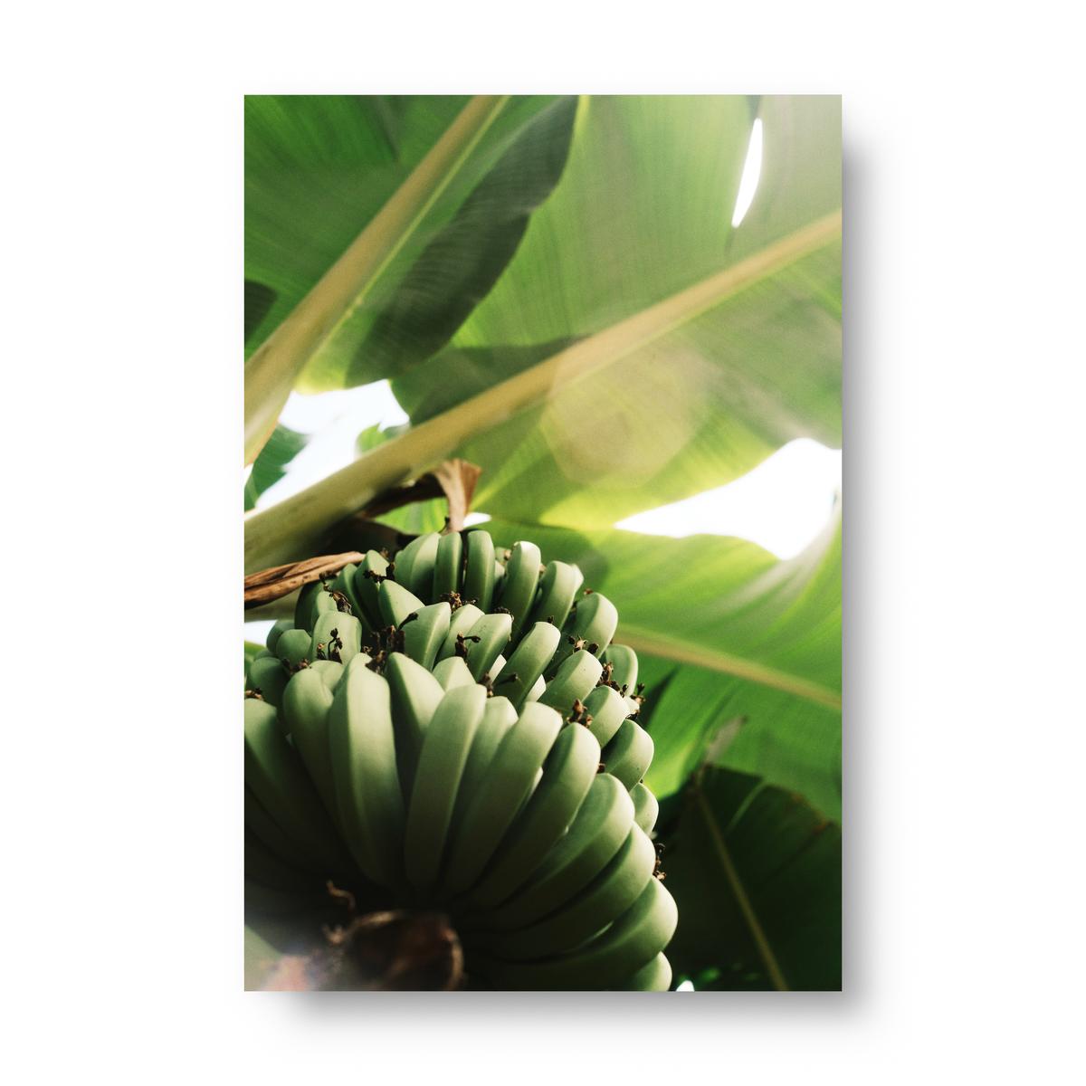 Museum-Quality Matte Poster - Banana Three