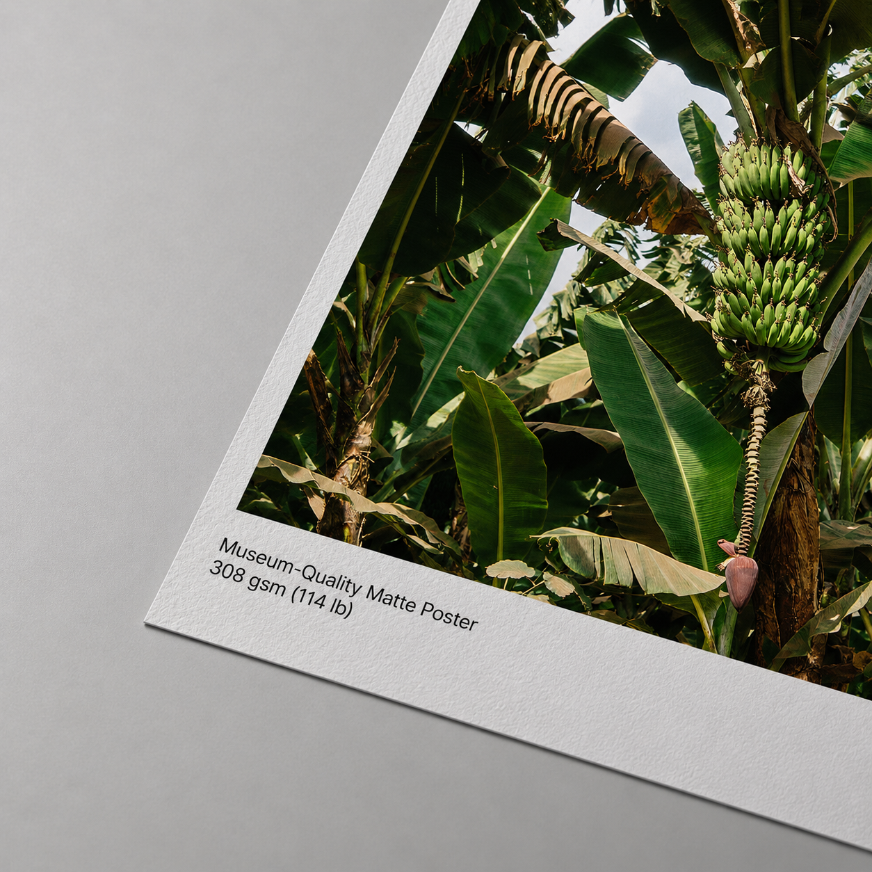 Museum-Quality Matte Poster - Banana