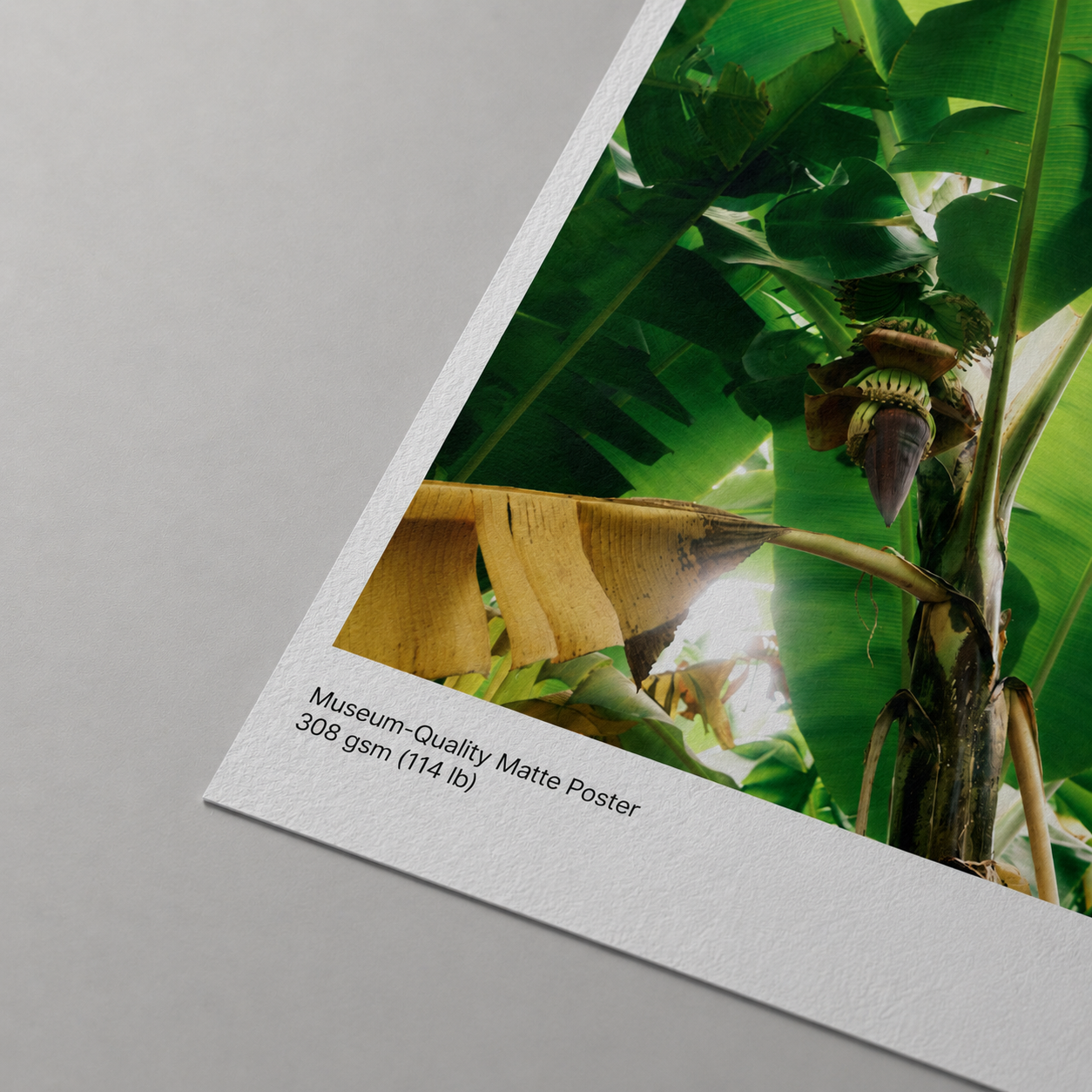 Museum-Quality Matte Poster - Banana Two